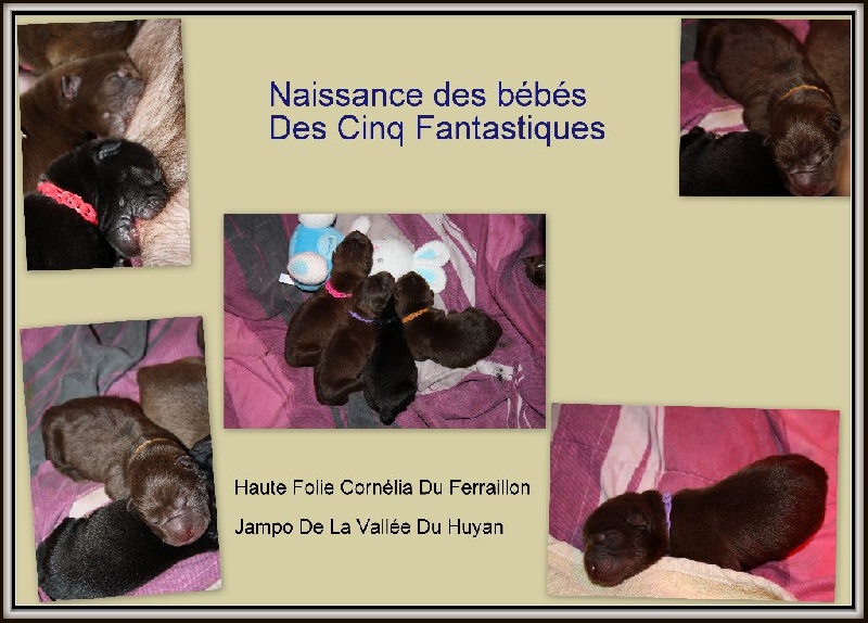 Des Cinq Fantastiques - Shar Pei - Portée née le 21/03/2016