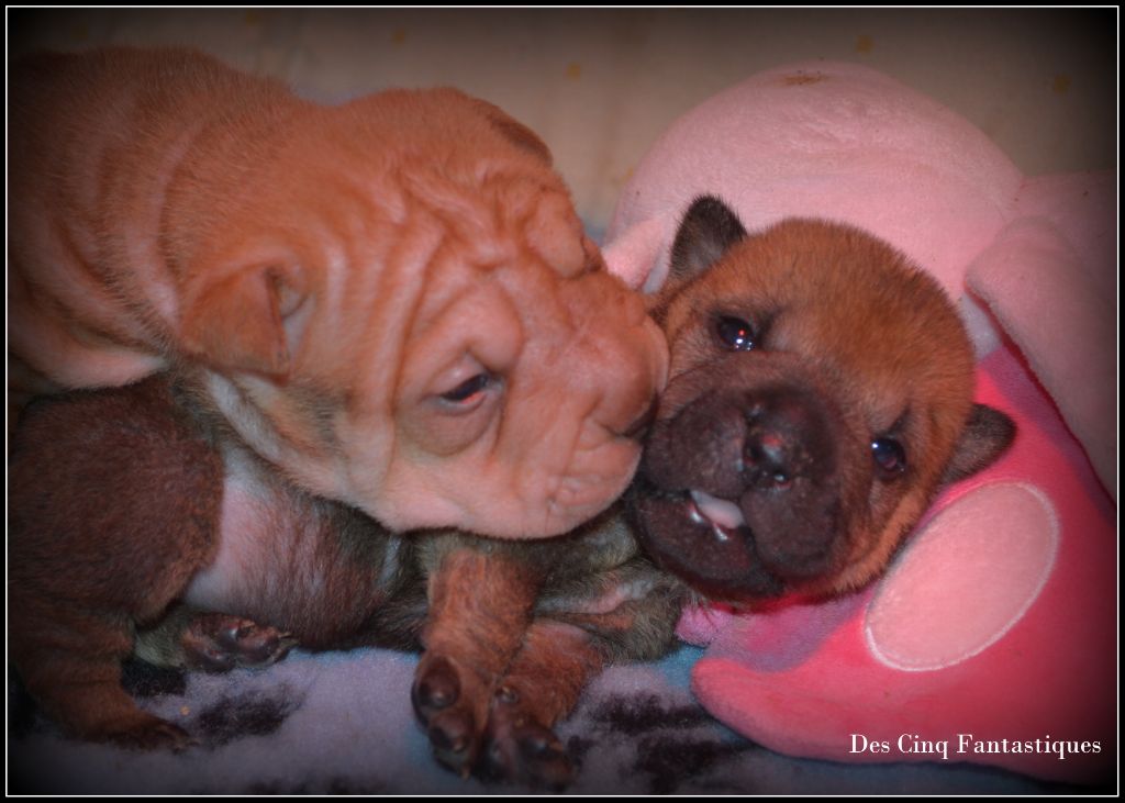 Des Cinq Fantastiques - Shar Pei - Portée née le 04/10/2018