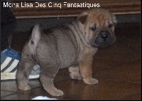 Des Cinq Fantastiques - Shar Pei - Portée née le 07/10/2016