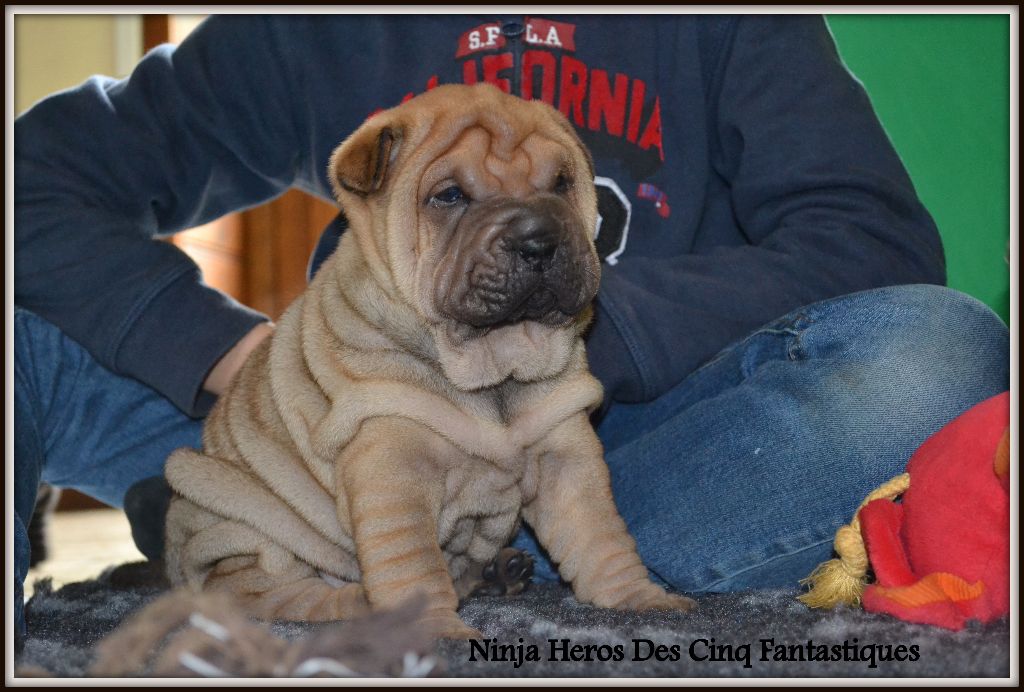 Des Cinq Fantastiques - Shar Pei - Portée née le 04/09/2017